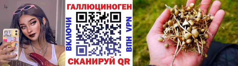 мориарти клад  Мещовск  Галлюциногенные грибы Psilocybine cubensis 